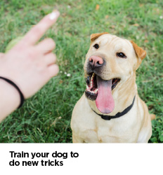 Train your dog new tricks